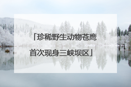 珍稀野生动物苍鹰首次现身三峡坝区