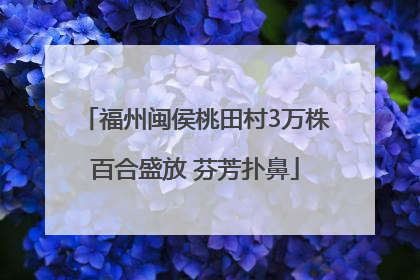 福州闽侯桃田村3万株百合盛放 芬芳扑鼻