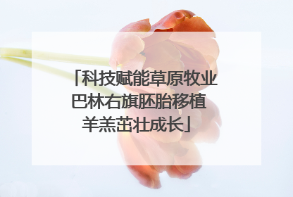 科技赋能草原牧业 巴林右旗胚胎移植羊羔茁壮成长