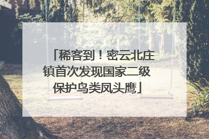 稀客到！密云北庄镇首次发现国家二级保护鸟类凤头鹰