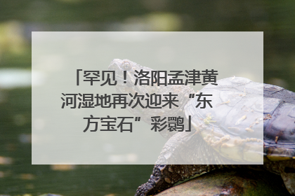 罕见！洛阳孟津黄河湿地再次迎来“东方宝石”彩鹮