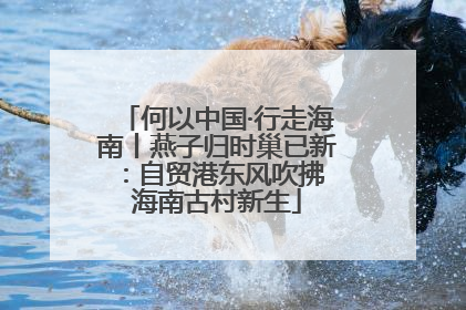 何以中国·行走海南丨燕子归时巢已新：自贸港东风吹拂 海南古村新生
