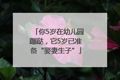 你5岁在幼儿园蹦跶，它5岁已准备“娶妻生子”