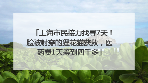 上海市民接力找寻7天！脸被射穿的狸花猫获救，医药费1天筹到四千多