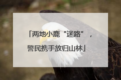 两地小鹿“迷路”，警民携手放归山林