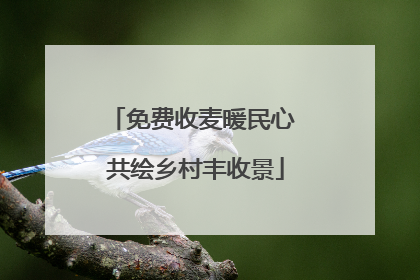 免费收麦暖民心 共绘乡村丰收景