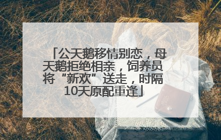公天鹅移情别恋，母天鹅拒绝相亲，饲养员将“新欢”送走，时隔10天原配重逢