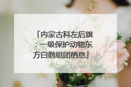 内蒙古科左后旗：一级保护动物东方白鹳组团栖息