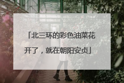 北三环的彩色油菜花开了，就在朝阳安贞