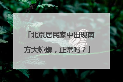 北京居民家中出现南方大蟑螂，正常吗？