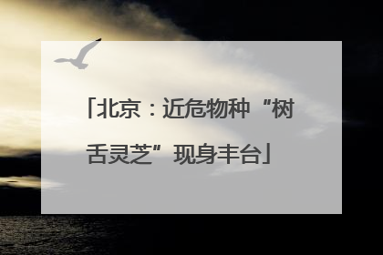 北京：近危物种“树舌灵芝”现身丰台