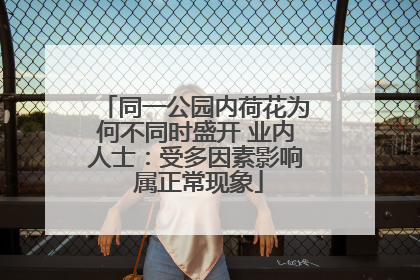 同一公园内荷花为何不同时盛开 业内人士：受多因素影响 属正常现象