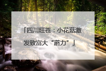 四川旺苍：小花菇激发致富大“蘑力”