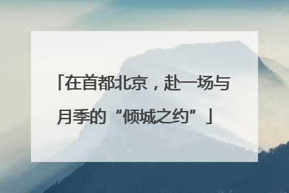 在首都北京，赴一场与月季的“倾城之约”