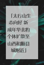 太行山生态向好 新成年华北豹个体扩散至山西和顺县城附近