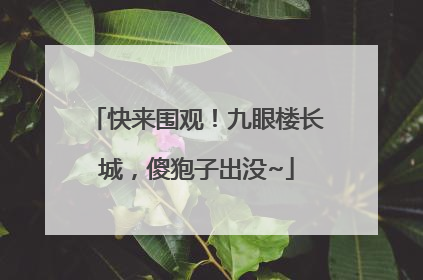 快来围观！九眼楼长城，傻狍子出没~