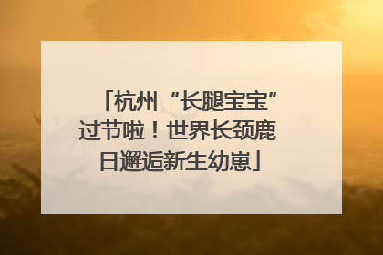 杭州“长腿宝宝”过节啦！世界长颈鹿日邂逅新生幼崽