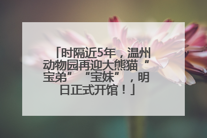 时隔近5年，温州动物园再迎大熊猫“宝弟”“宝妹”，明日正式开馆！