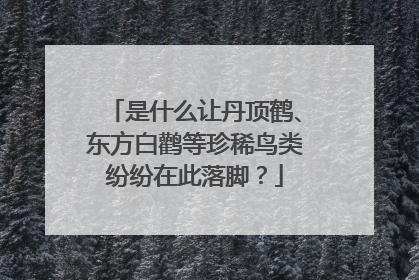 是什么让丹顶鹤、东方白鹳等珍稀鸟类纷纷在此落脚？
