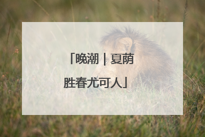 晚潮｜夏荫胜春尤可人