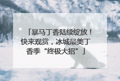 暴马丁香陆续绽放！快来观赏，冰城最美丁香季“终极大招”