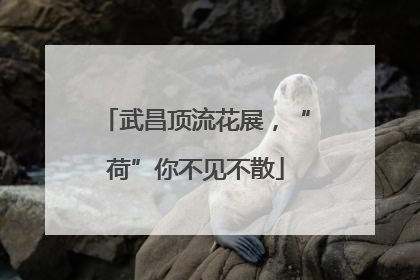 武昌顶流花展，“荷”你不见不散