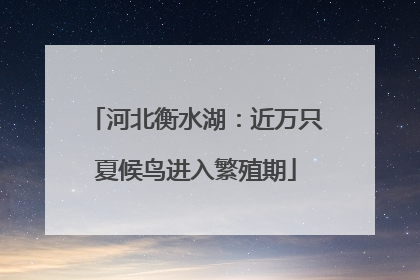 河北衡水湖：近万只夏候鸟进入繁殖期
