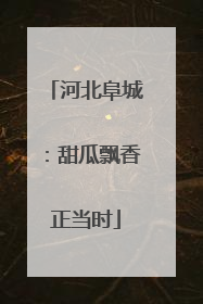 河北阜城：甜瓜飘香正当时