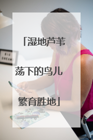 湿地芦苇荡下的鸟儿繁育胜地