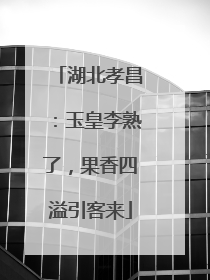 湖北孝昌：玉皇李熟了，果香四溢引客来