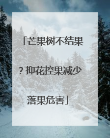 芒果树不结果？抑花控果减少落果危害