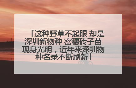 这种野草不起眼 却是深圳新物种 密穗砖子苗现身光明，近年来深圳物种名录不断刷新