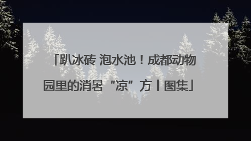 趴冰砖 泡水池！成都动物园里的消暑“凉”方丨图集