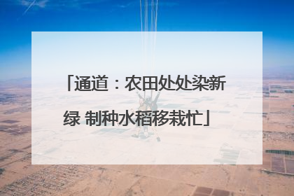 通道：农田处处染新绿 制种水稻移栽忙