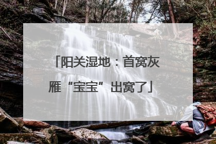 阳关湿地：首窝灰雁“宝宝”出窝了