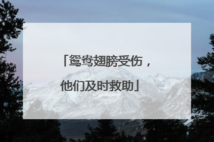 鸳鸯翅膀受伤，他们及时救助