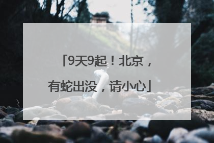 9天9起！北京，有蛇出没，请小心